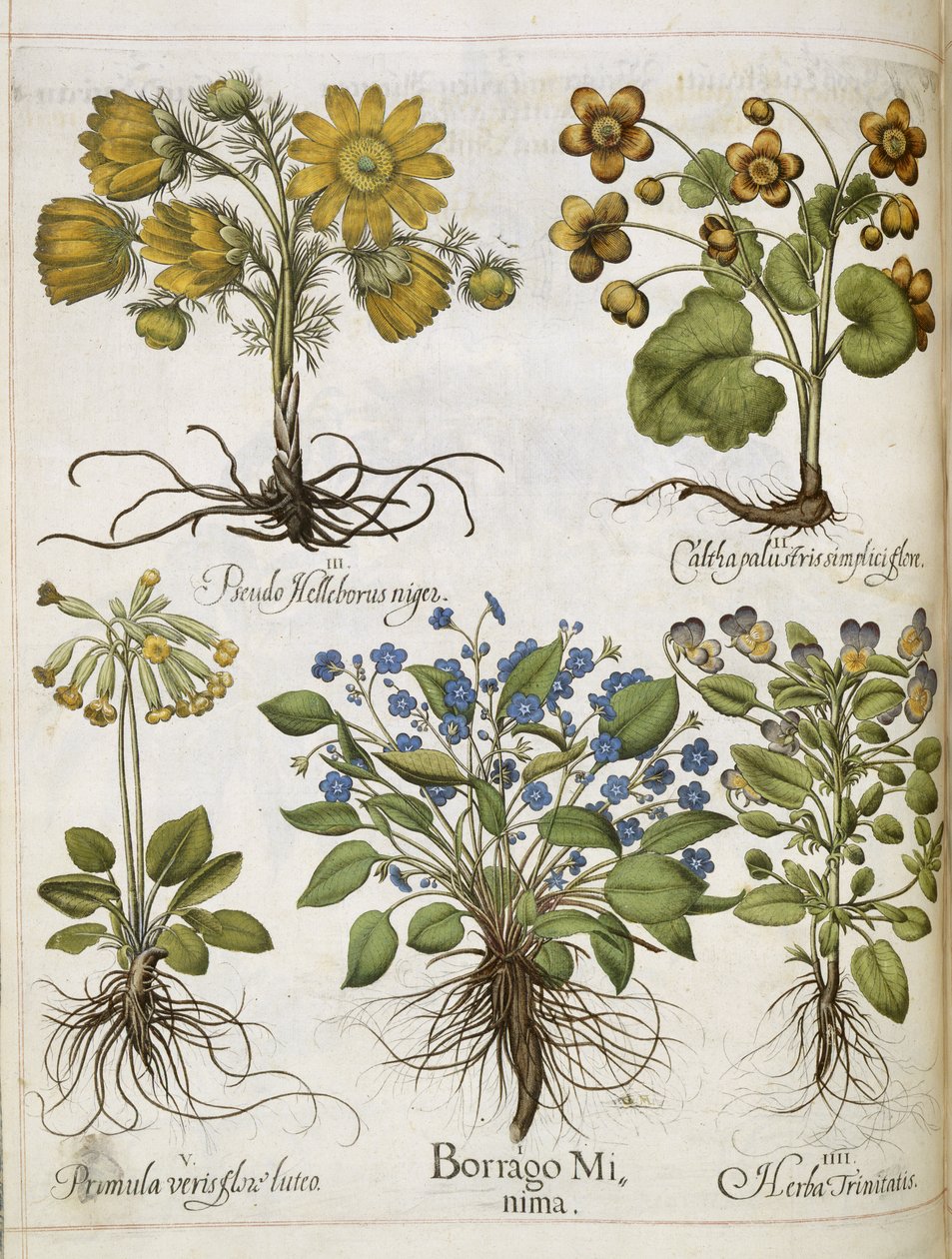 Diverse planten, uit 