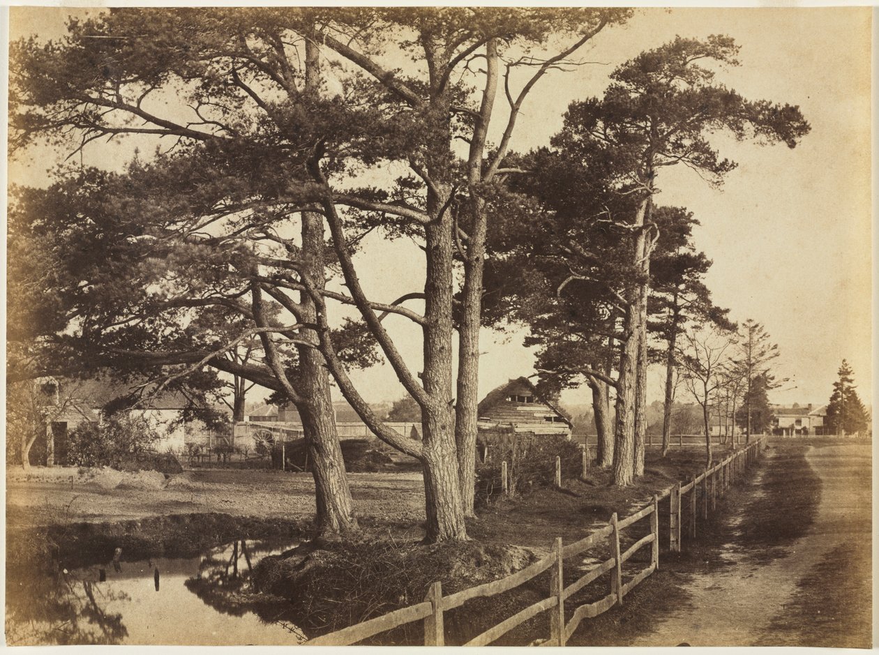 Schotse Dennebomen, Hawkhurst door Benjamin Brecknell Turner
