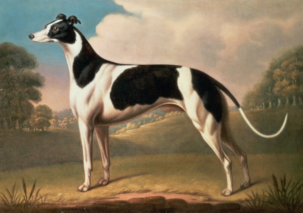 Windhond door Benjamin Killingbeck