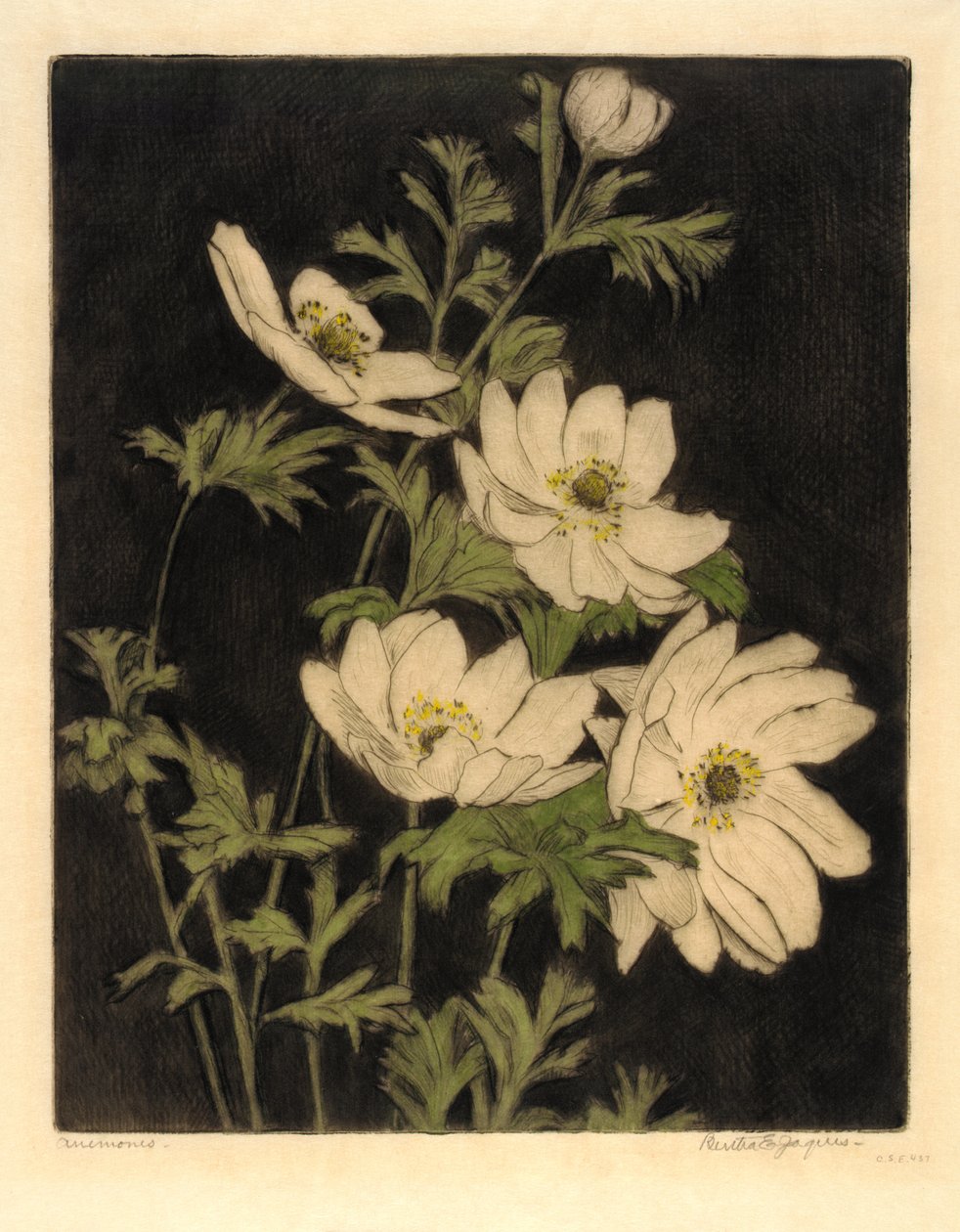 Anemonen door Bertha E. Jaques
