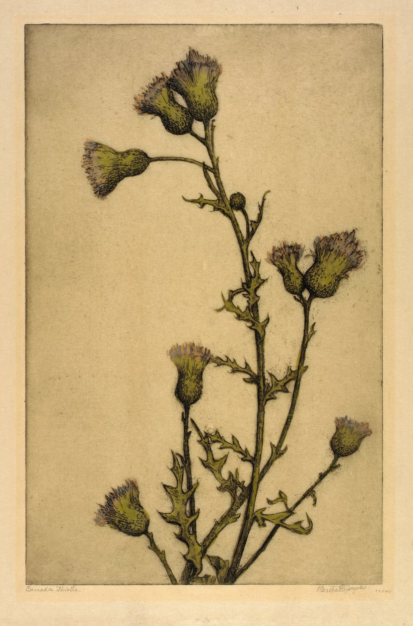 Canadese distel door Bertha E. Jaques