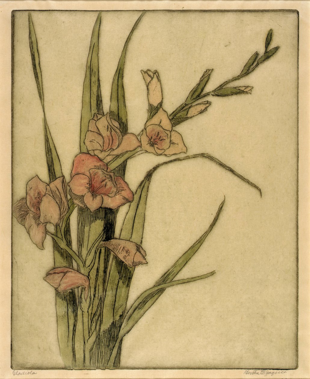 Gladiola door Bertha E. Jaques