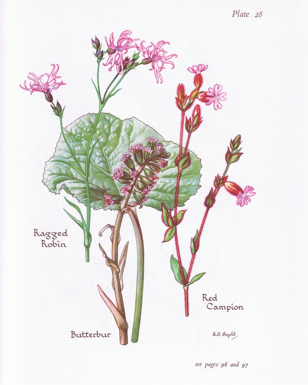 Groot hoefblad, koekoeksbloem, rode koekoeksbloem door Bessie D. Inglis