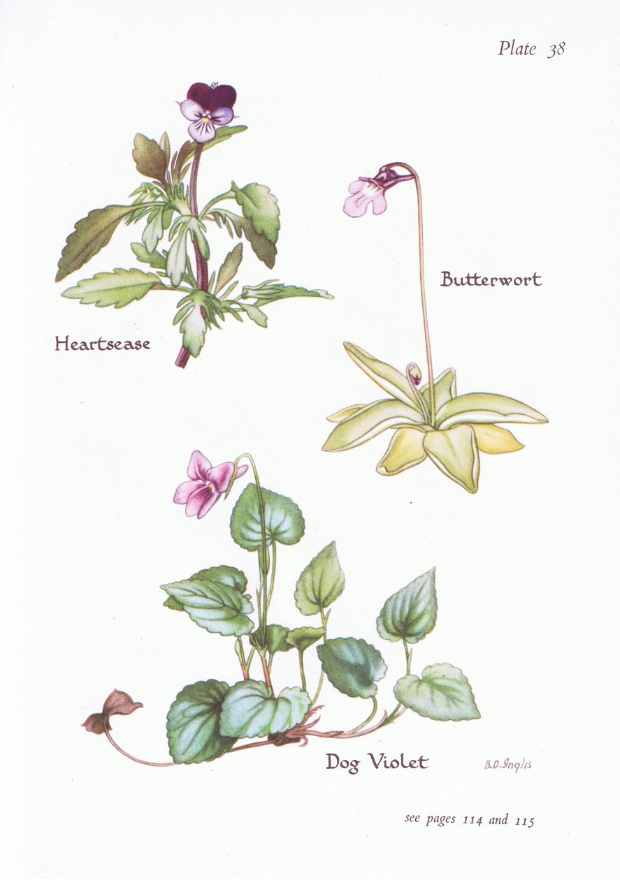 Driekleurig viooltje, hondsviooltje, vetblad door Bessie D. Inglis
