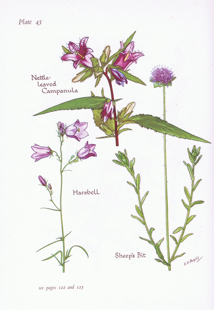 Brandkruid, klokjesbloem, schapenzuring door Bessie D. Inglis