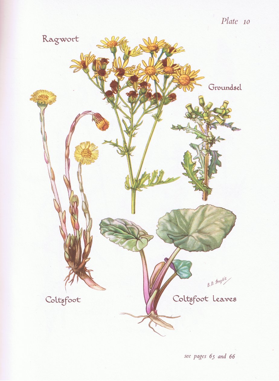 Jacobskruiskruid, Klein Kruiskruid, Klein Hoefblad door Bessie D. Inglis