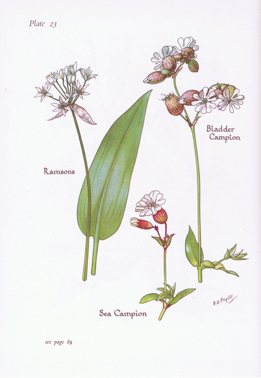 Daslook, blaasjeskruid, zeekool door Bessie D. Inglis