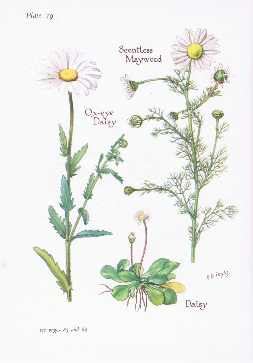 Reukeloze Kamille, Madeliefje, Margriet door Bessie D. Inglis