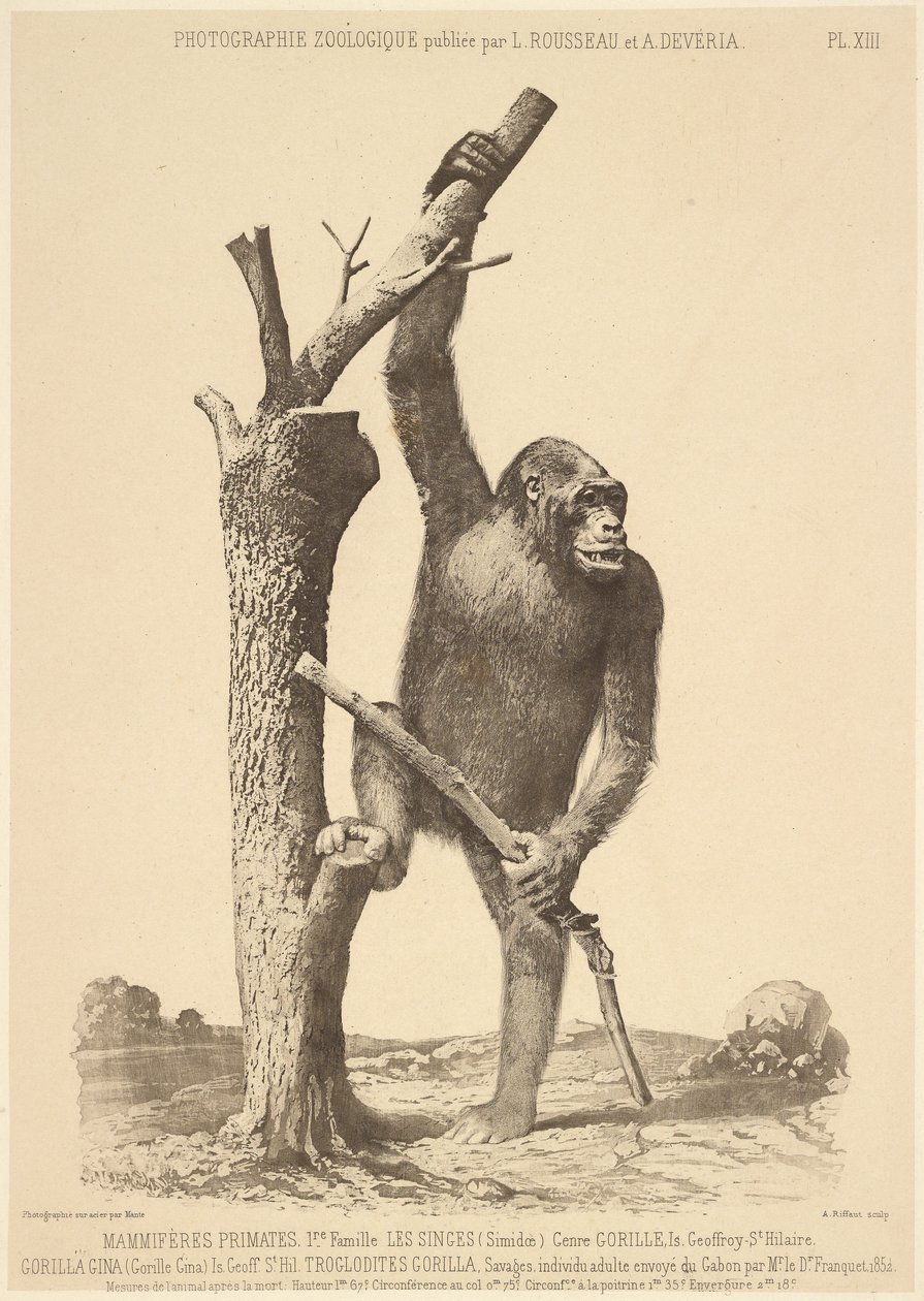 [Gorilla] door Bisson Frères