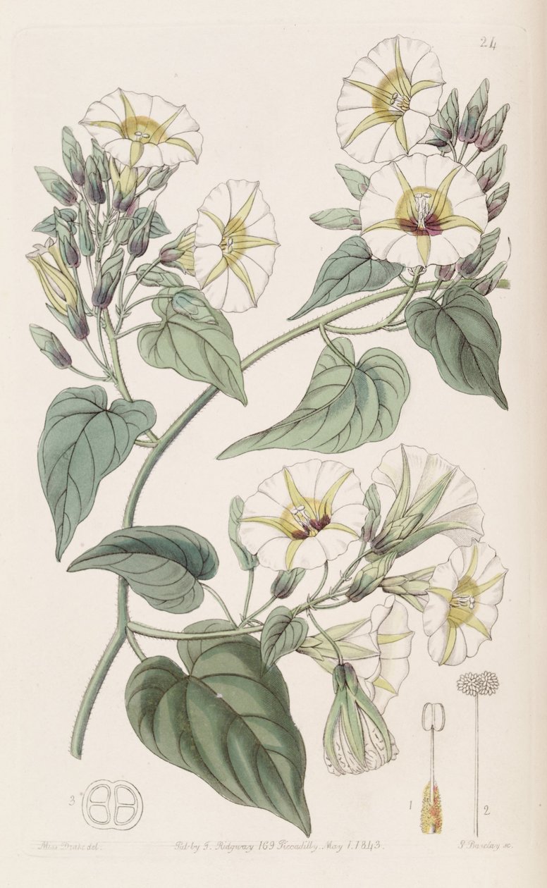 Merremia umbellata door Botanical Register