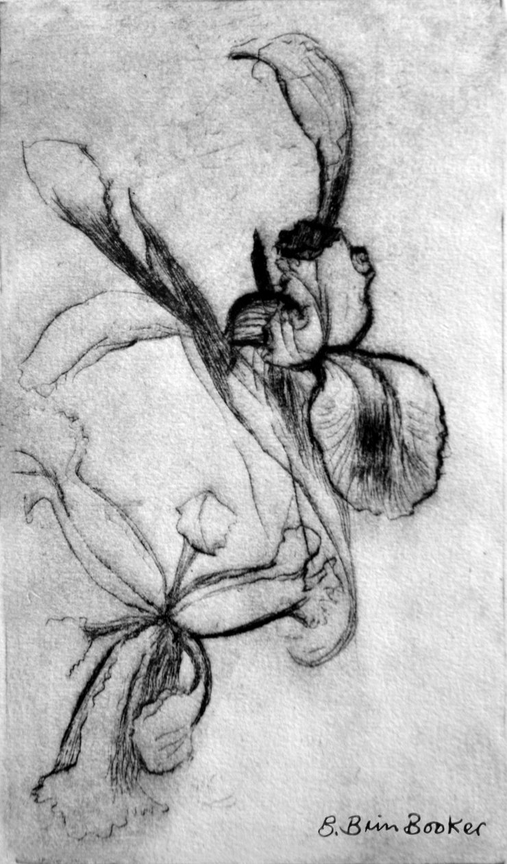 Iris door Brenda Brin Booker