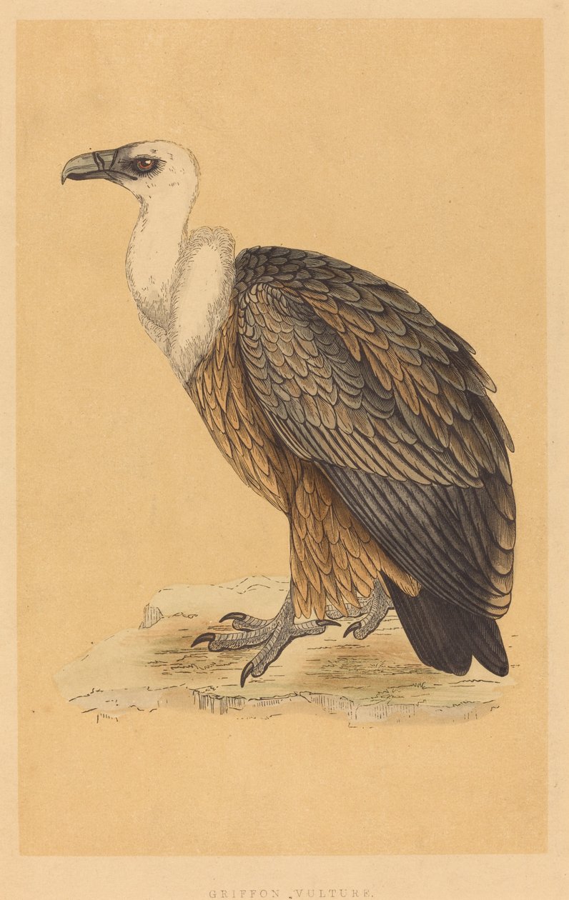 Griffioen Gier door British 19th Century