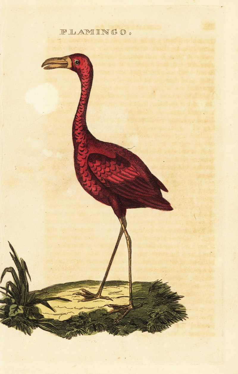 Amerikaanse flamingo, Phoenicopterus ruber door British School