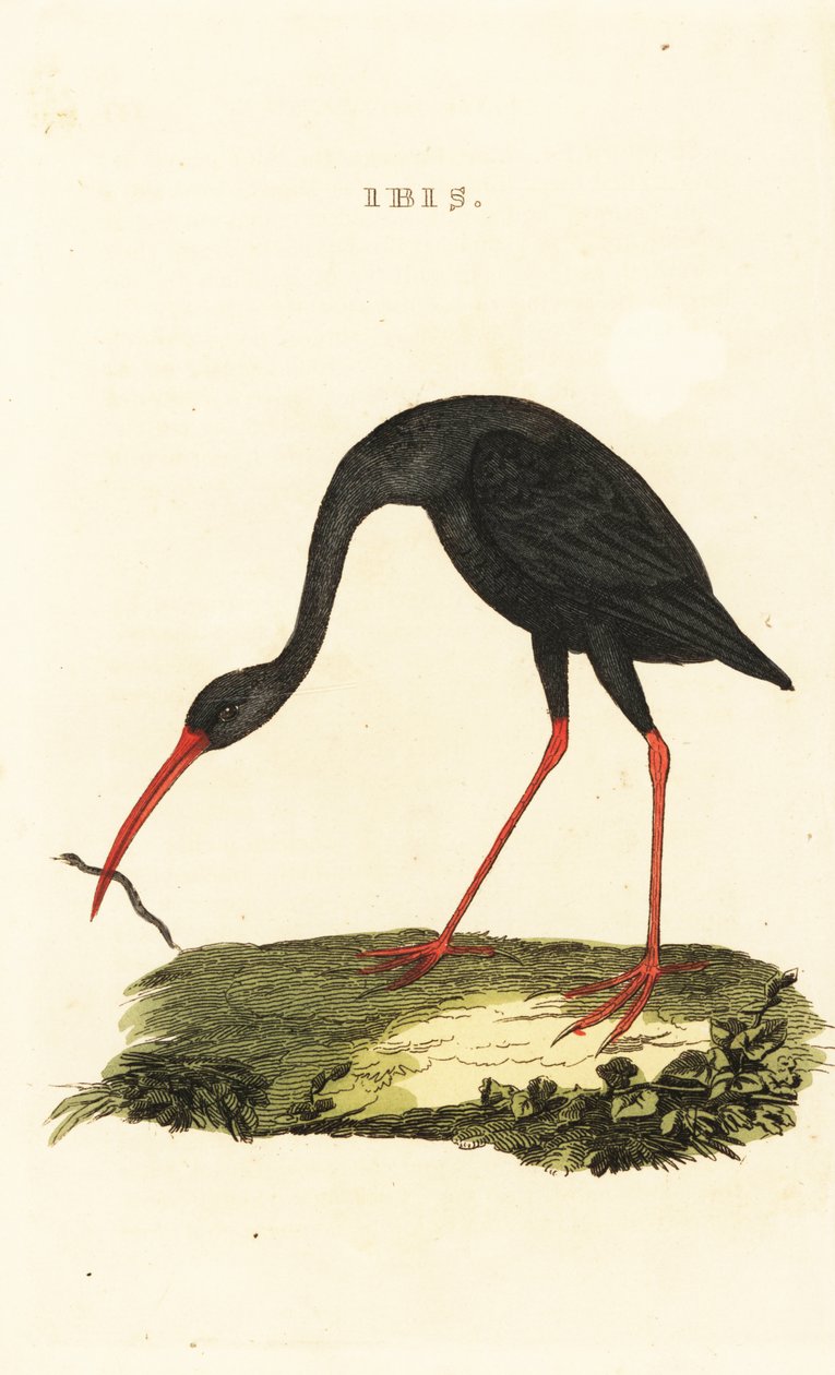 Scherpstaart ibis, Cercibis oxycerca door British School