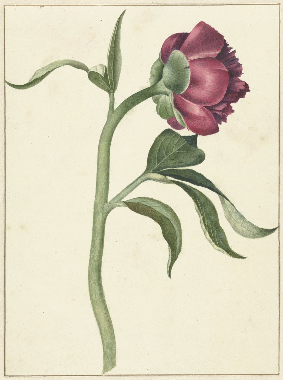 Bloem van de pioenroos door C.J. Kruimel
