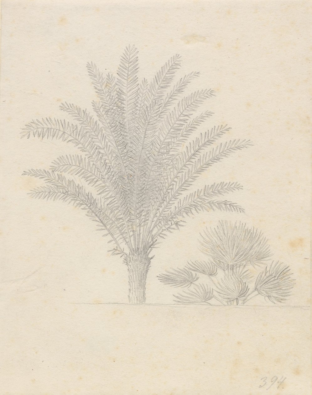 Palmboom en bladgroep door Christoffer Wilhelm Eckersberg