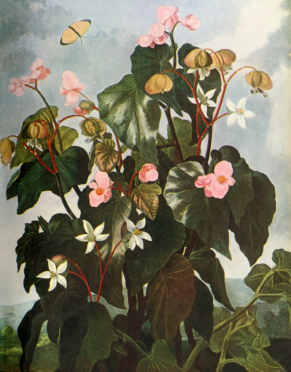Schuine-bladige Begonia, ca. 1800, 1948 door Caldwell