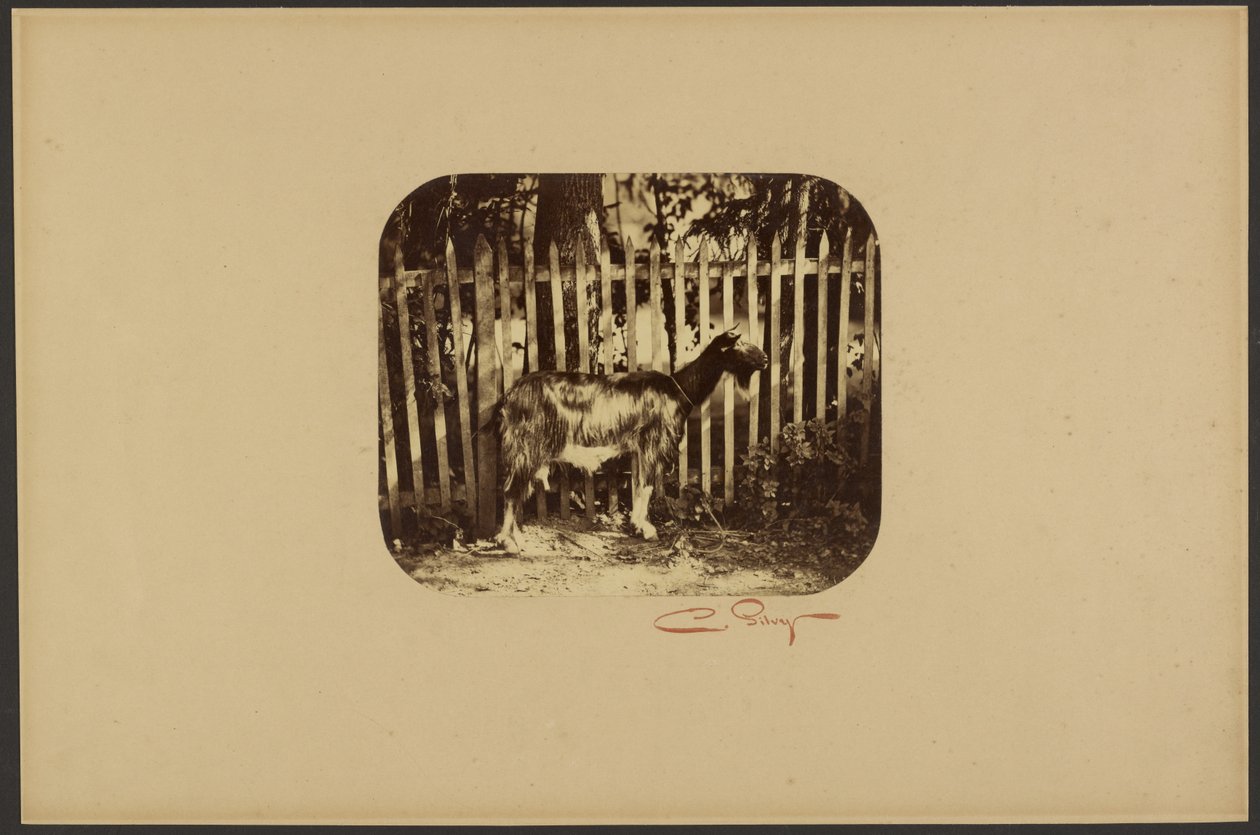 [Geit] door Camille Silvy