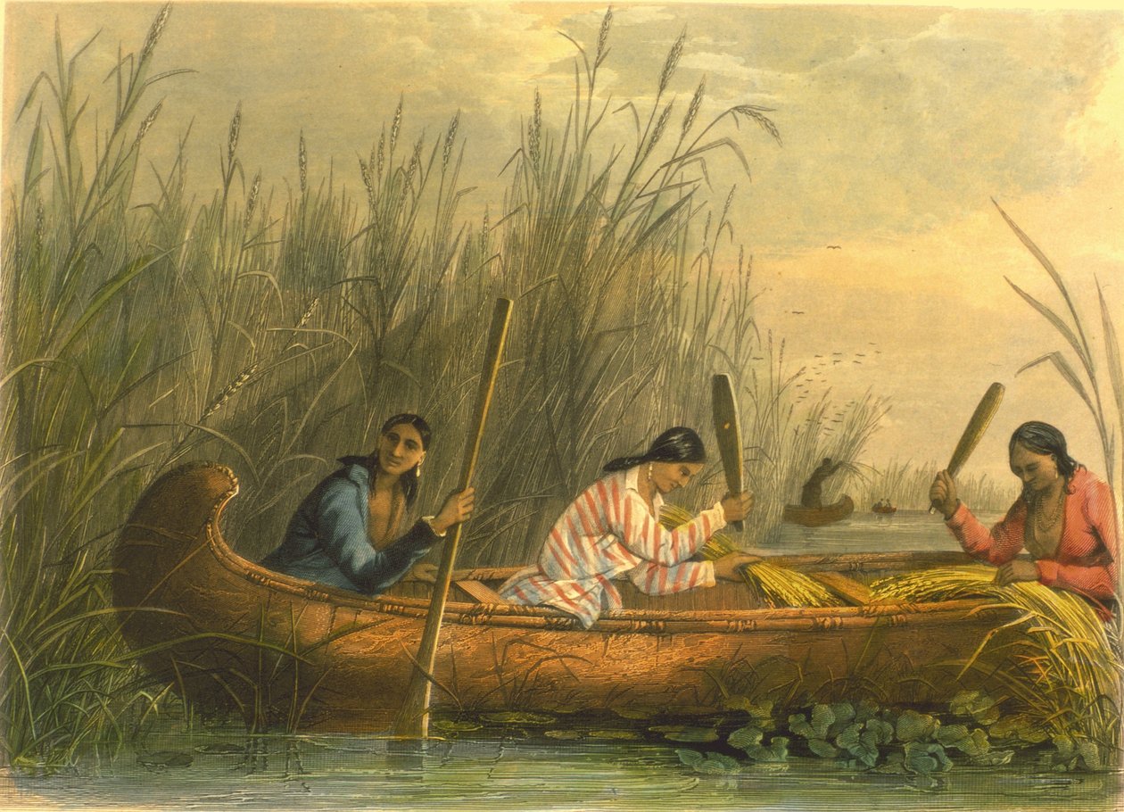 Wilde Rijst Verzamelen, 1853 door Captain Seth Eastman