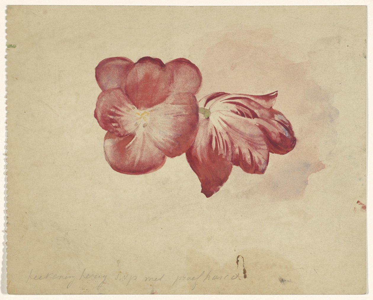 Twee rode tulpen door Carel Adolph Lion Cachet