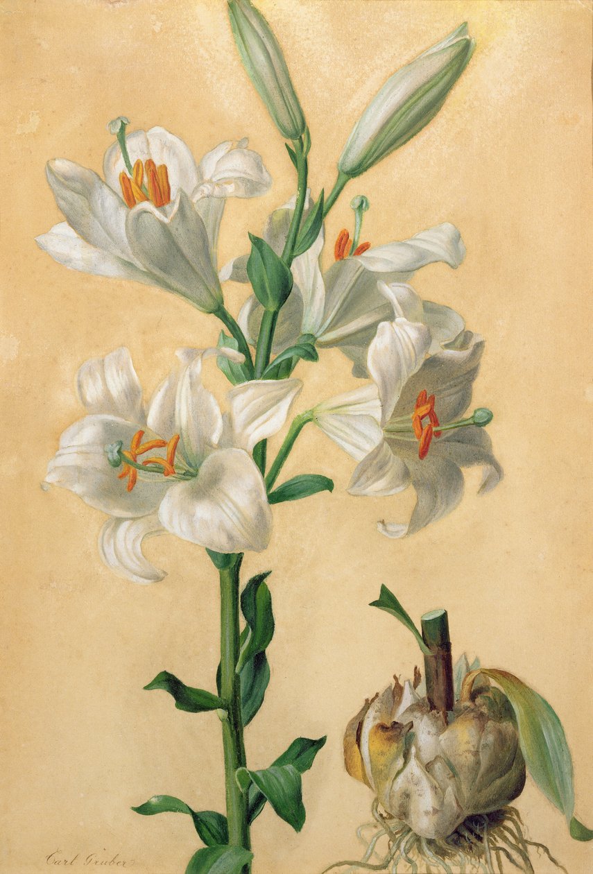 Witte Lelie (Amaryllis Candidum) door Carl Franz Gruber