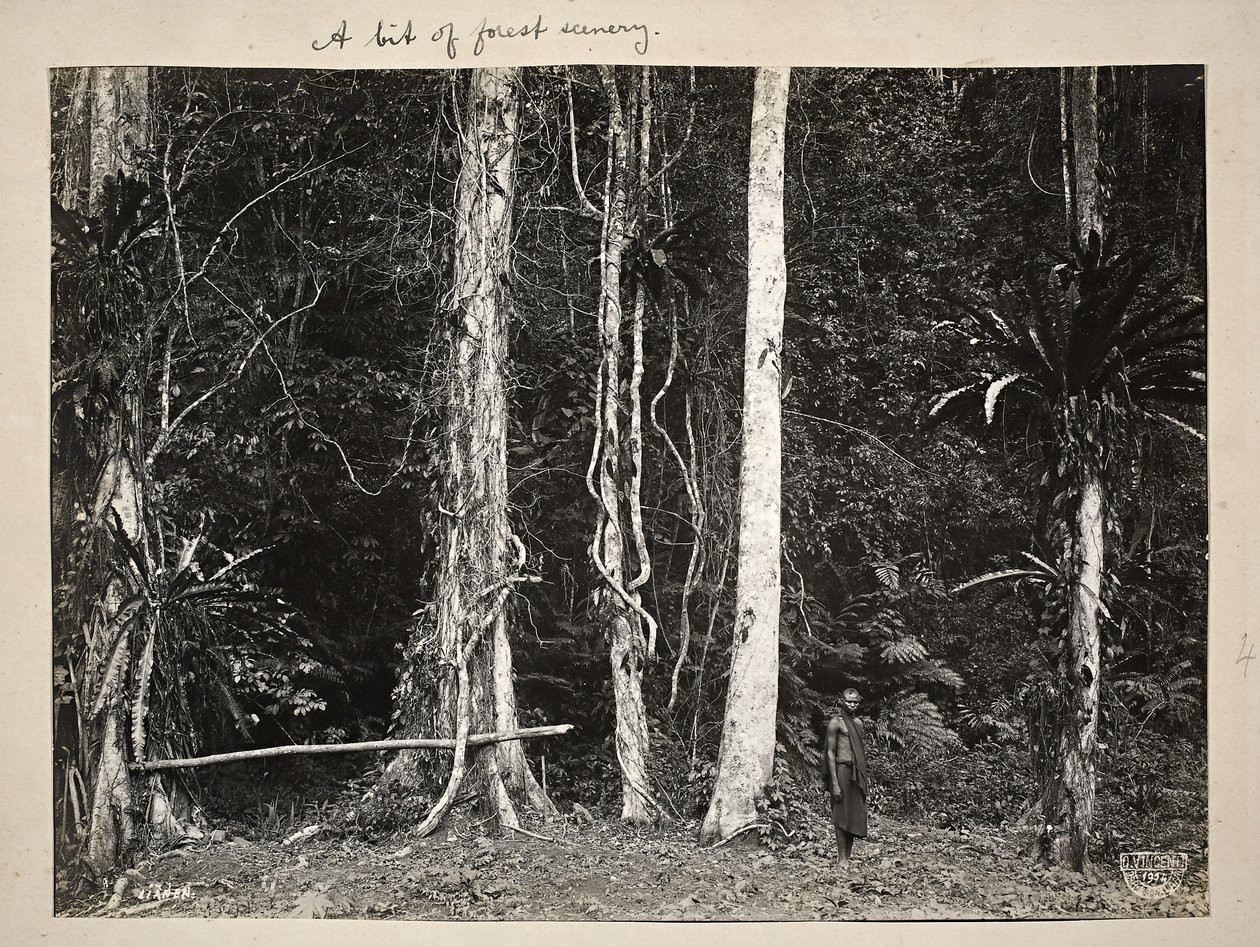 Lianen, of klimplanten, 1904 door Carl Vincenti