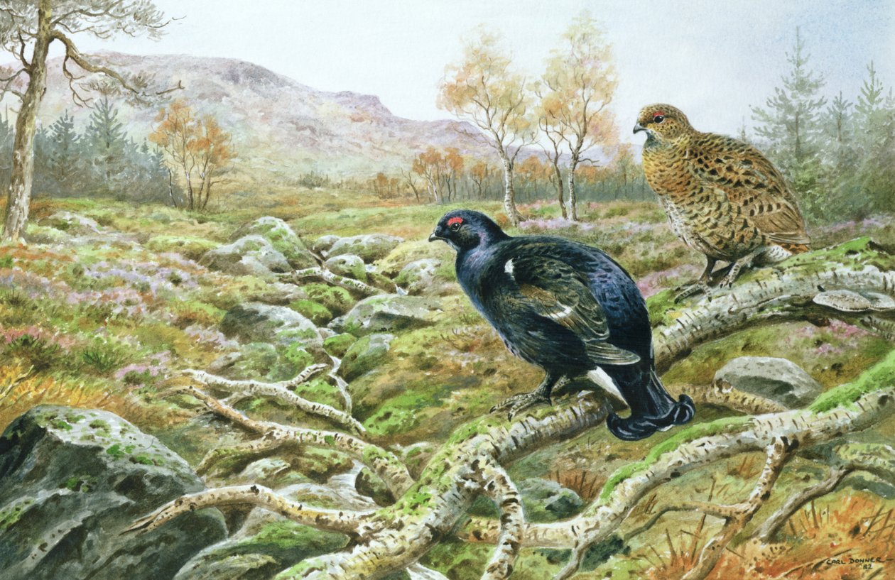 Korhoen op een Heide door Carl Donner