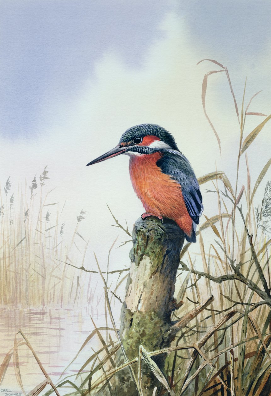 IJsvogel door Carl Donner