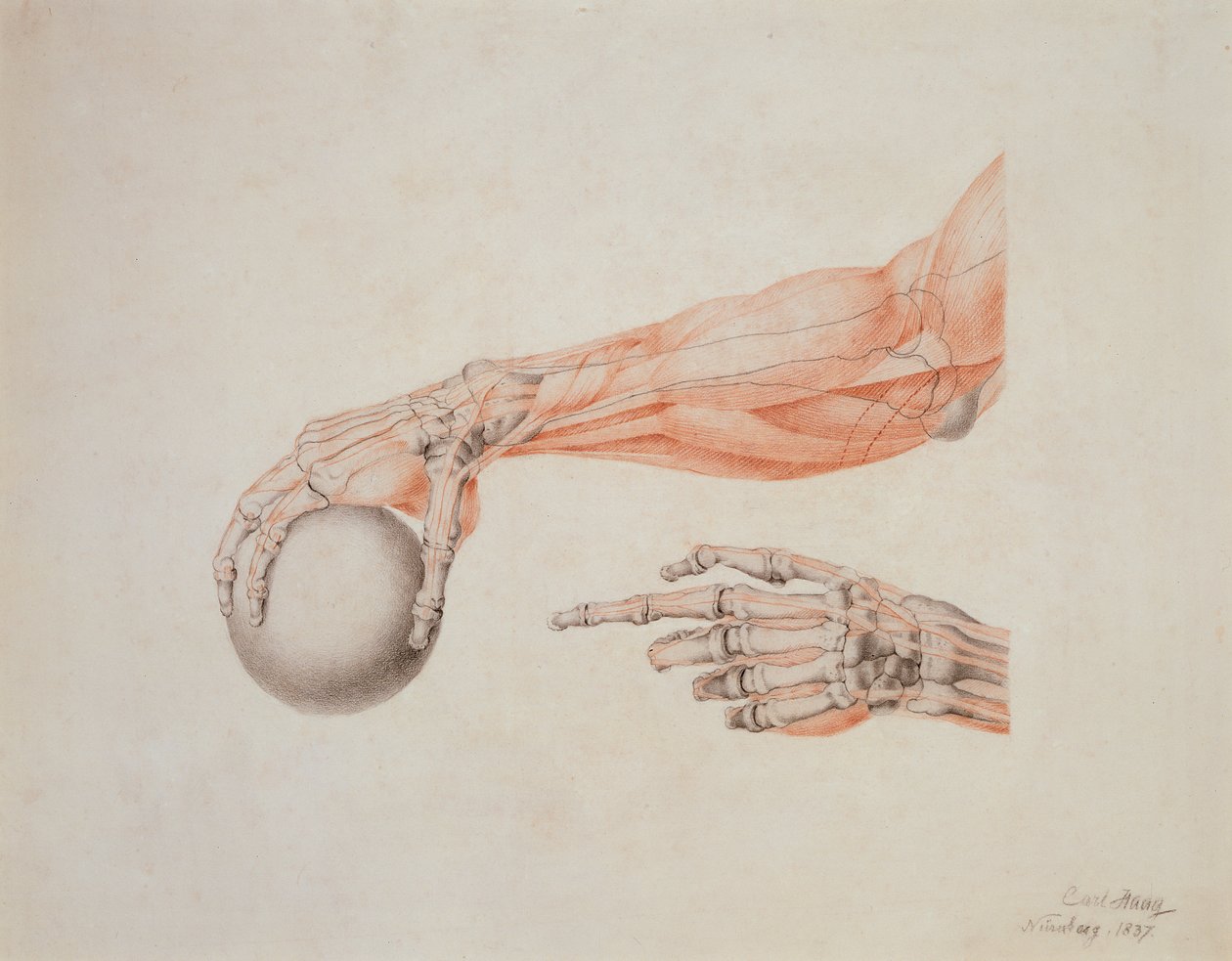 Anatomische handen, 1837 door Carl Haag