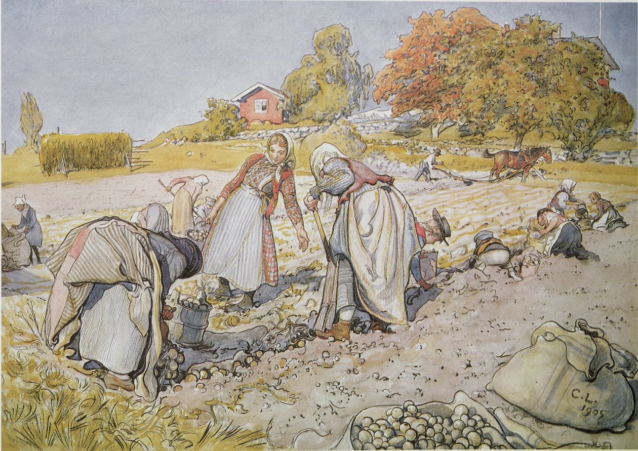 Aardappels rooien door Carl Larsson