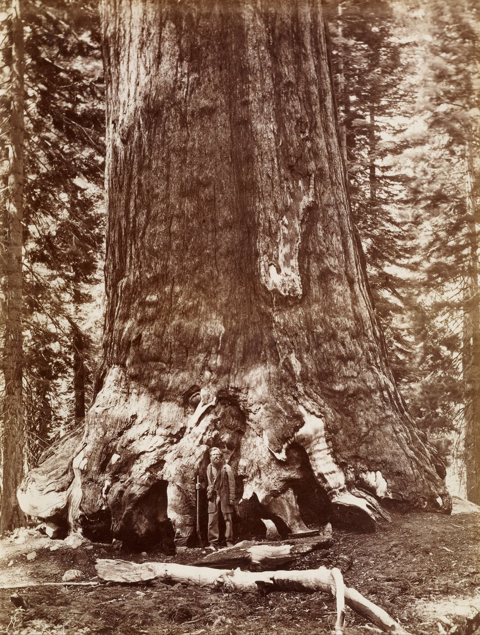 (Grizzly Giant Diameter 33 Ft. Mariposa Grove) door Carleton E. Watkins