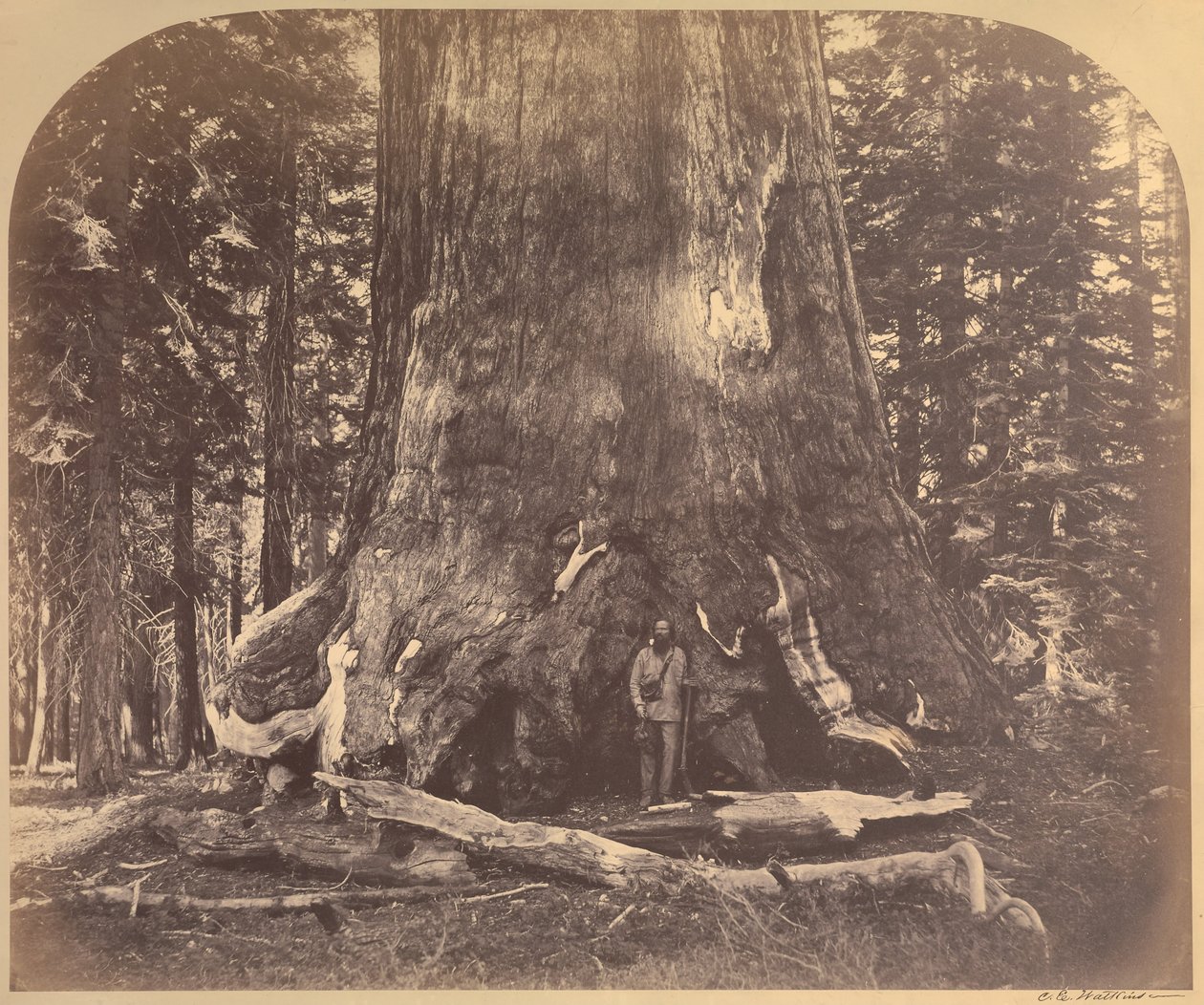 Sectie van de Grizzly Giant, 33 voet diameter, Mariposa Grove, Yosemite, nr. 111 door Carleton E. Watkins