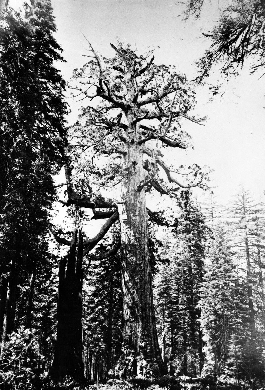 De Grizzly Reus, c.1860s door Carleton E. Watkins