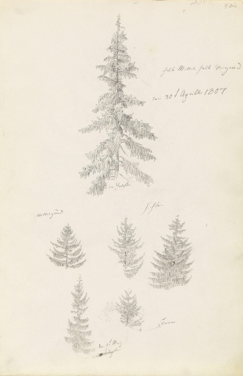 Zes studies van sparren en dennen door Caspar David Friedrich