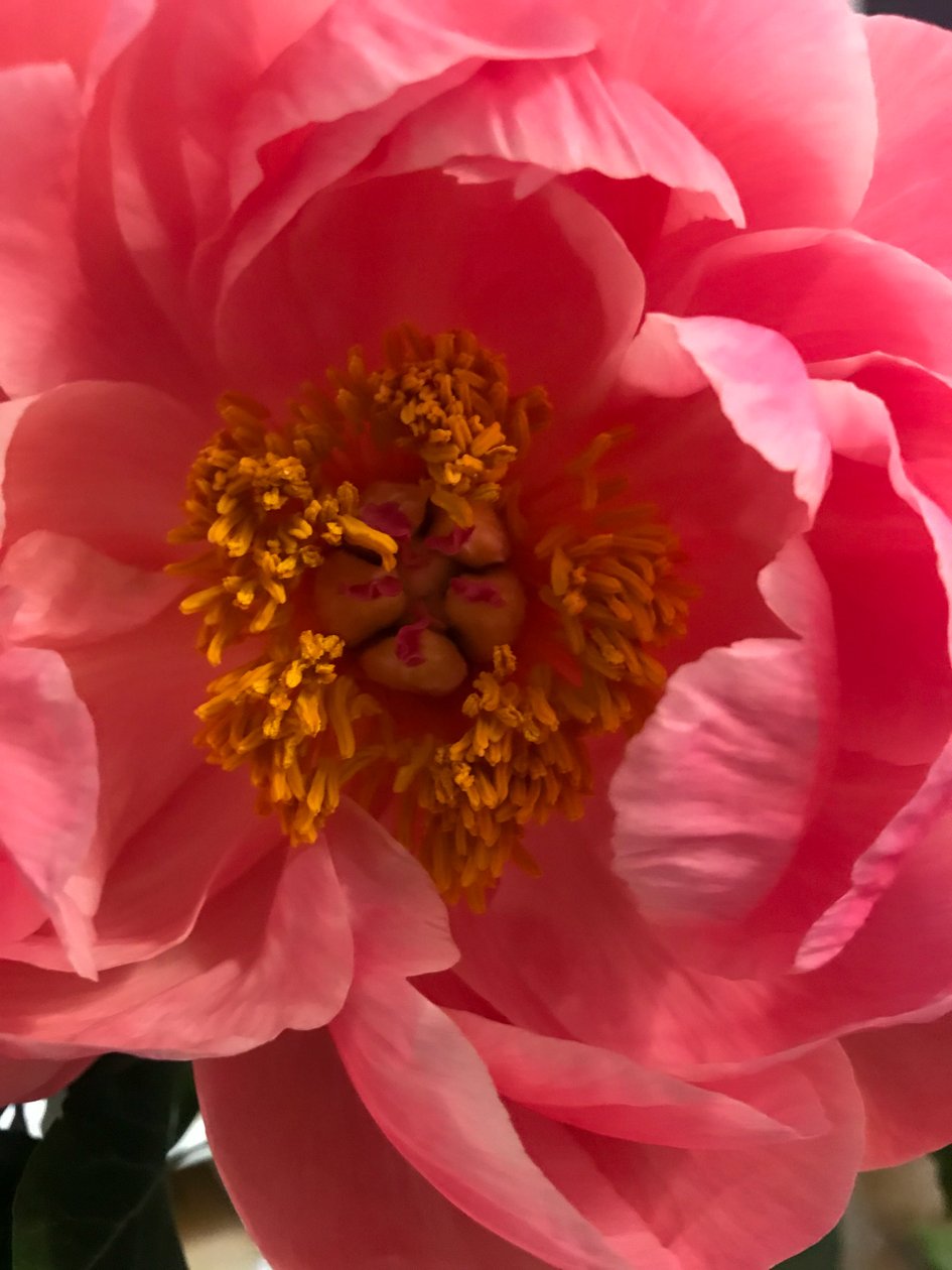 Compositie - Bloemen, 2019 (foto) door Cécile Jamet