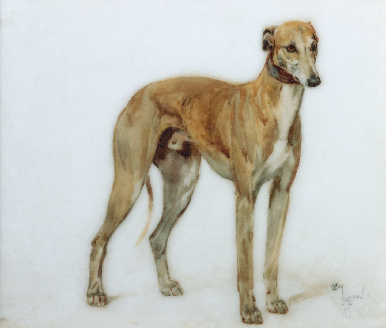 Een fawn windhond, 1897 door Cecil Charles Windsor Aldin