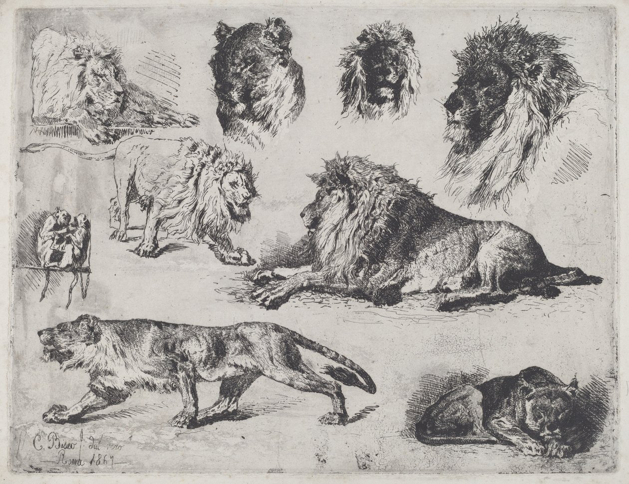 Studie van leeuwen door Cesare Biseo