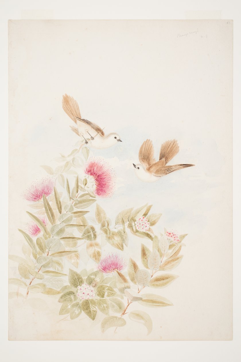 Pirangi rangi N.Z. door Charles Heaphy
