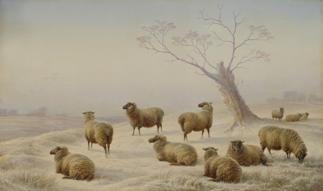 Schapen in de sneeuw, 1880 door Charles Jones