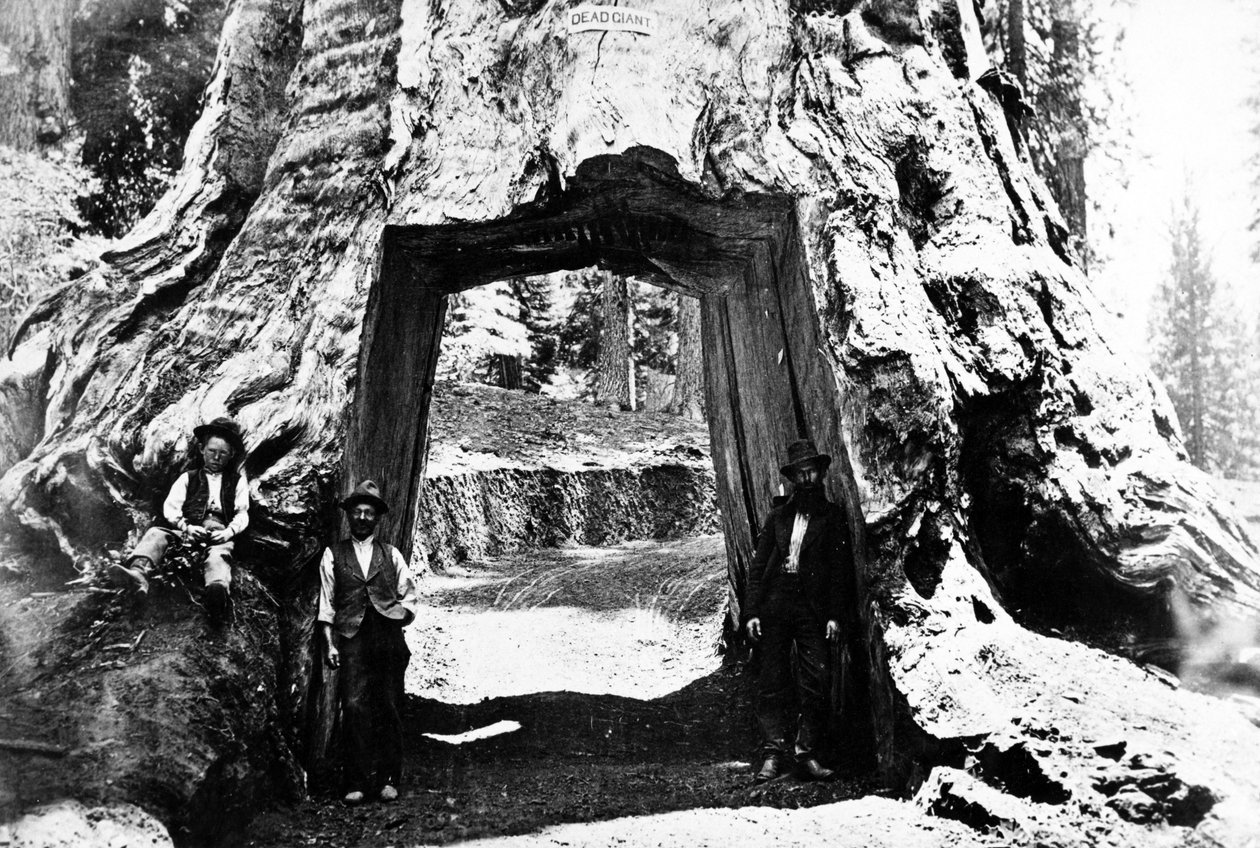 Wawona-boom, ca. 1890 door Charles Roscoe Savage
