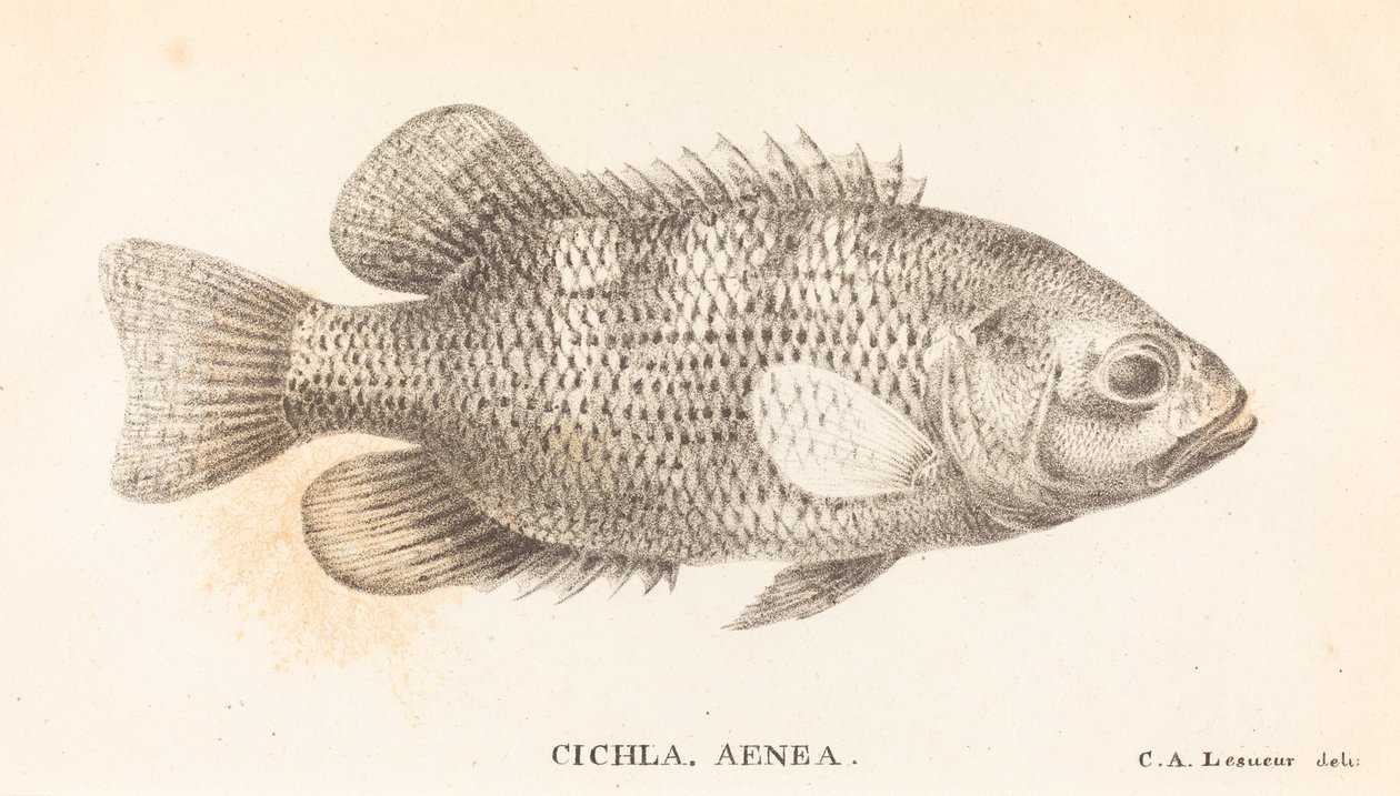 Cichla, Aenea door Charles Alexandre Lesueur
