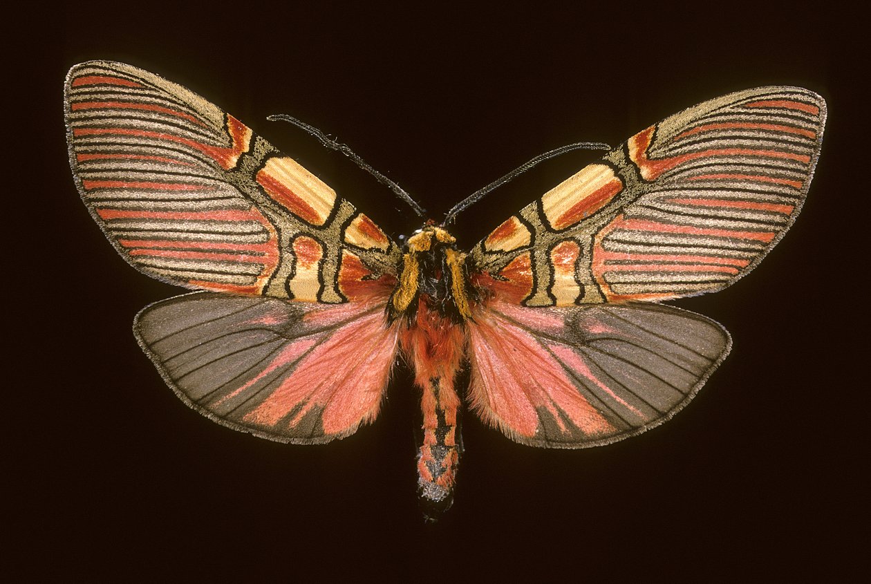 Anaxita constricta door Augustus Kollner