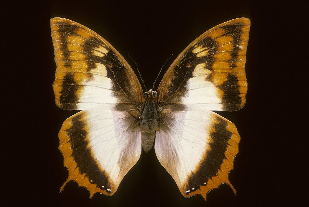 Azota protoclea charaxes door Augustus Kollner