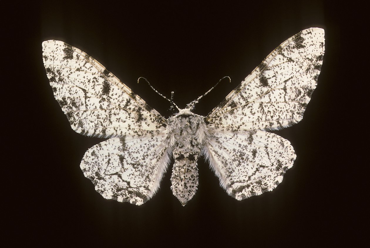 Betularia biston door Augustus Kollner