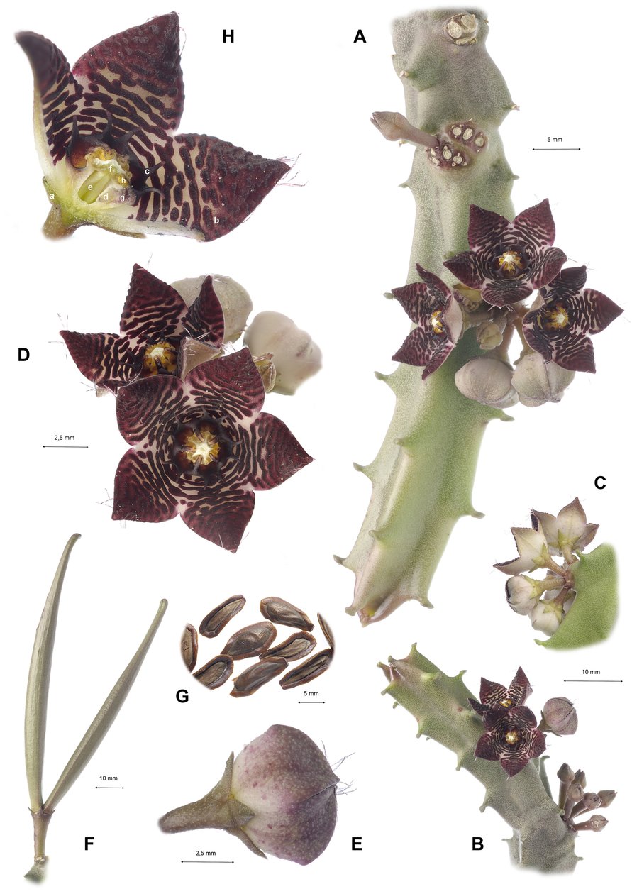 Botanische plaat Apteranthes joannis door Augustus Kollner