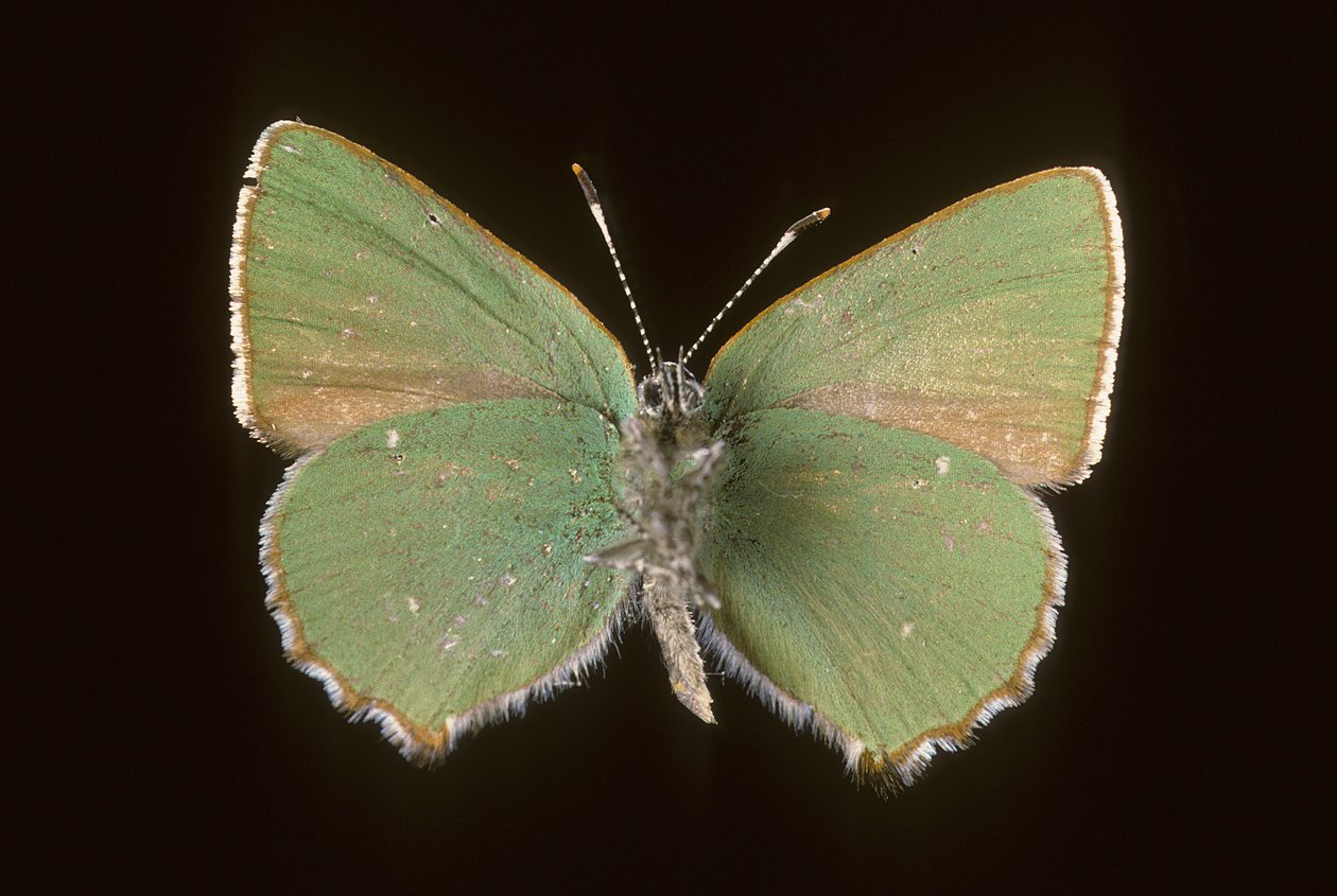 Callophrys rubi door Augustus Kollner