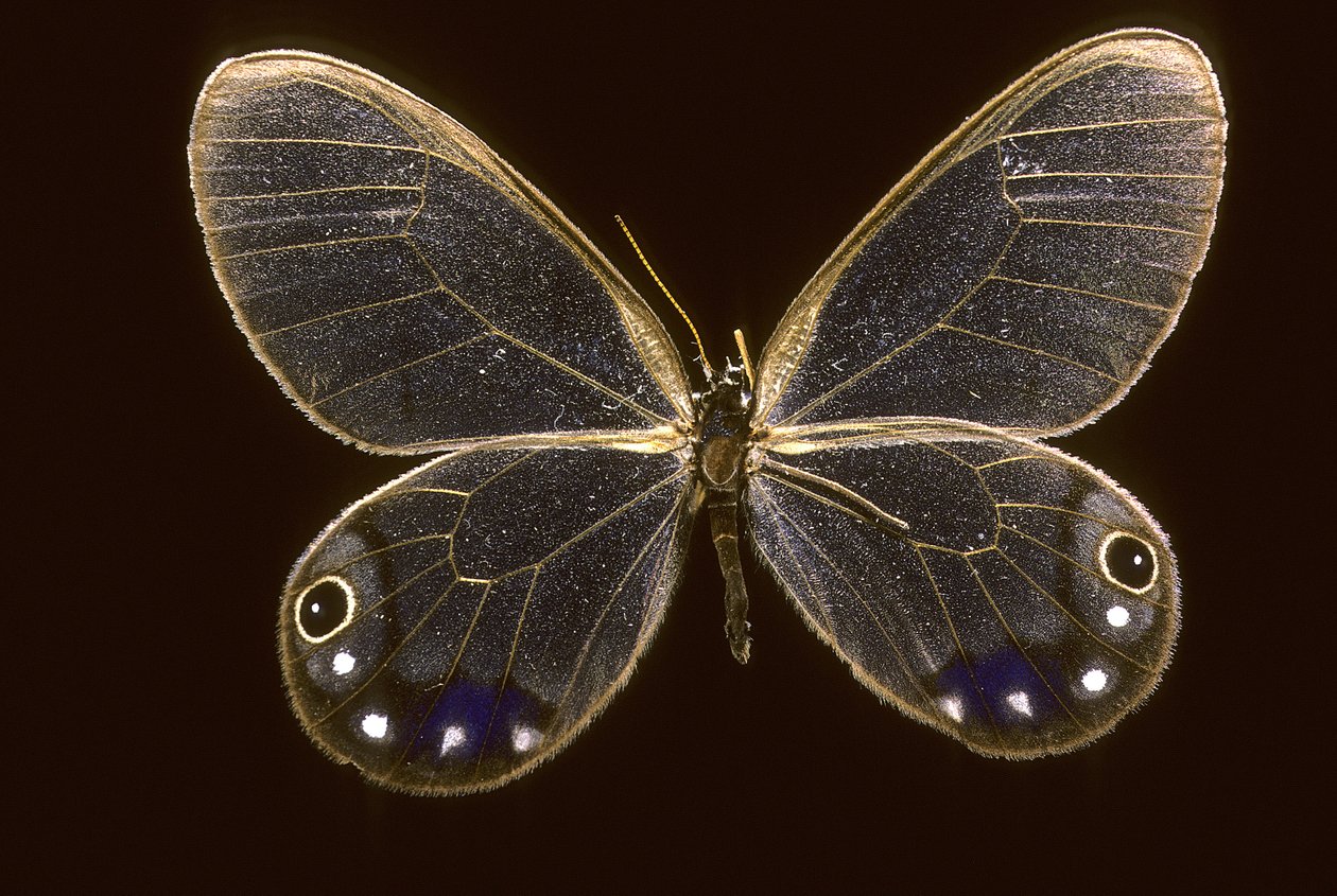 Cithaerias esmeralda door Augustus Kollner