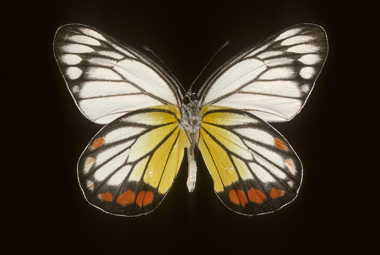 Delias hyparete Mannetje door Augustus Kollner
