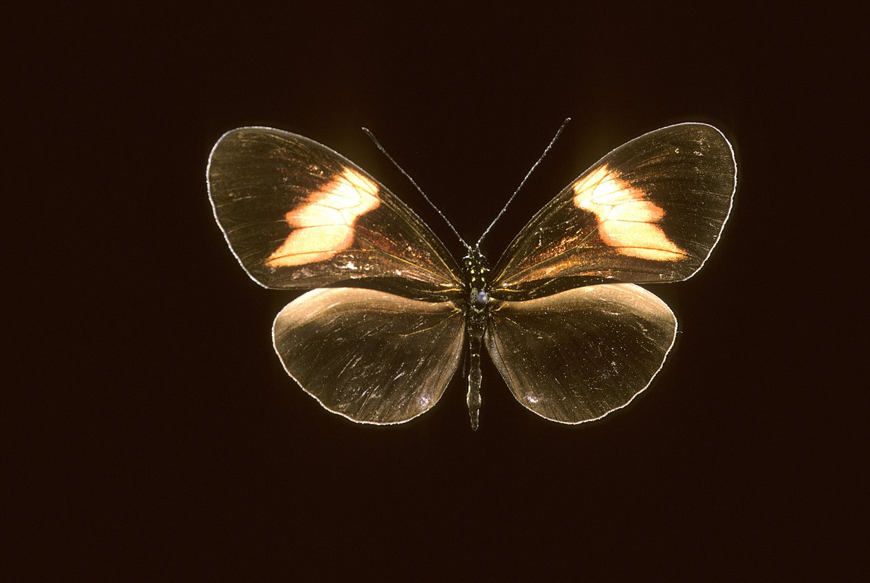 Heliconius melpomene door Augustus Kollner