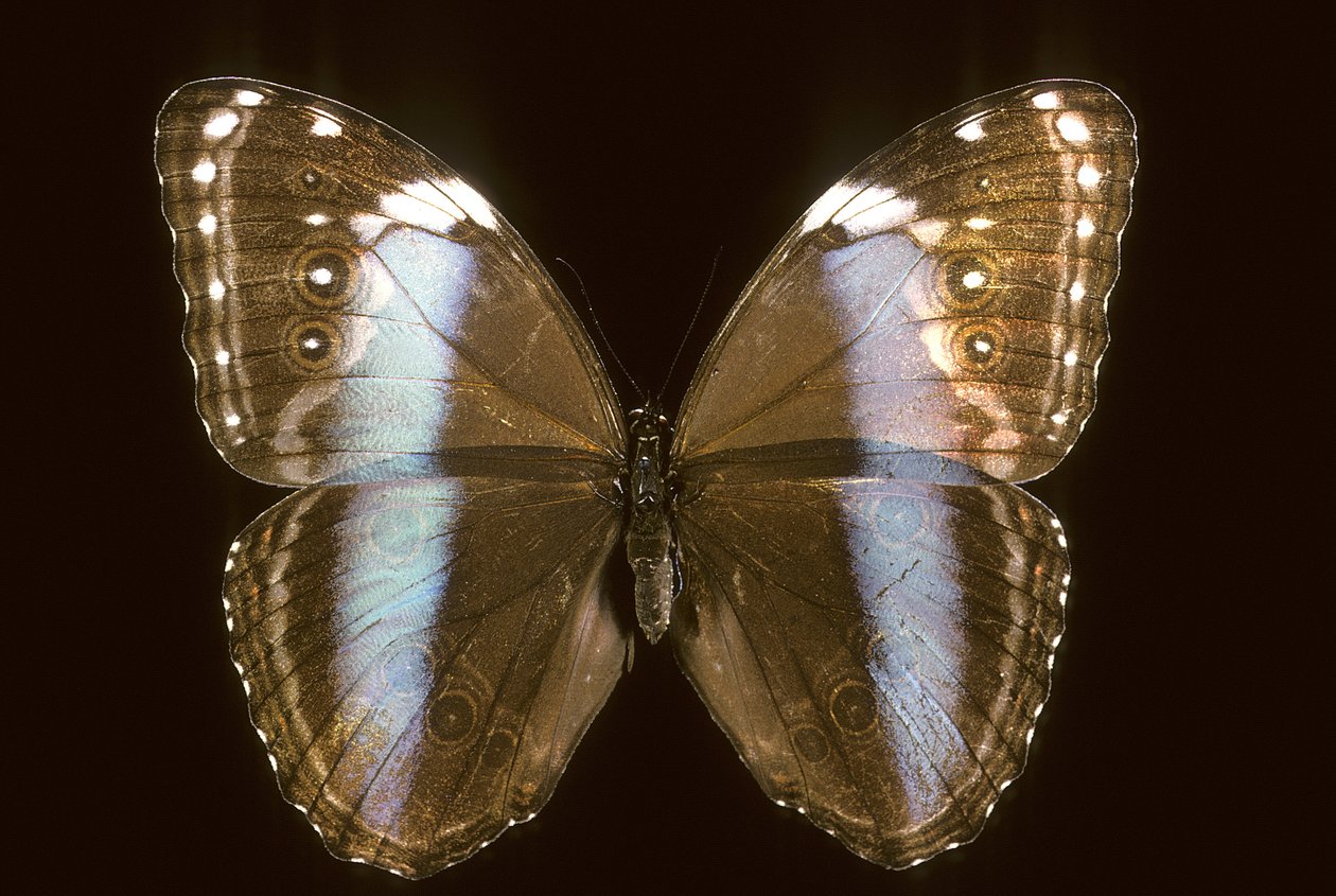 Morpho achilles Vrouwtje door Augustus Kollner